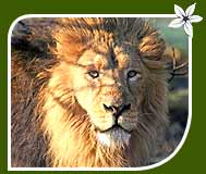 Wildlife Tour of Asiatic Indian Lion