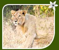 Indian Lion