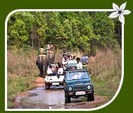 Jungle Jeep Safari