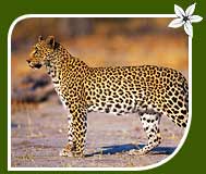 Leopard, Kanha