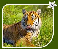 Wildlife Tour of Royal Bengal Tiger