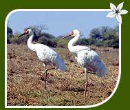 Siberian Cranes
