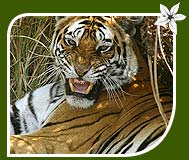 Tiger - Bandhavgarh National Park