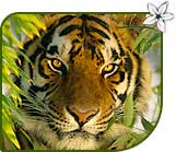 Tiger, India
