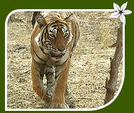 Tiger - Ranthambore National Park
